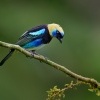 Tangara maskova - Tangara larvata - Golden-hooded Tanager o5503